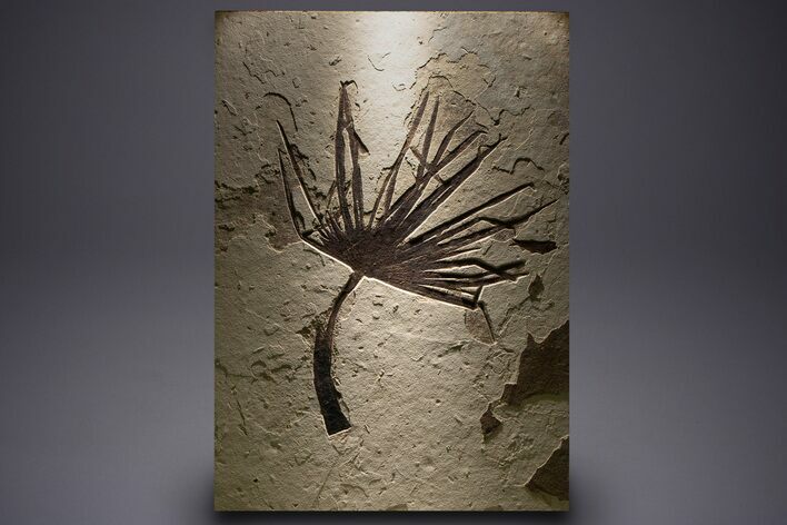 Impressive Fossil Palm and Fish Mural - Ready To Hang #382737